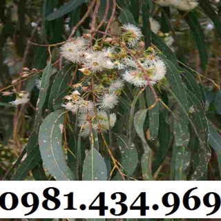 Sale-lá cây bạch đàn khô 01kg