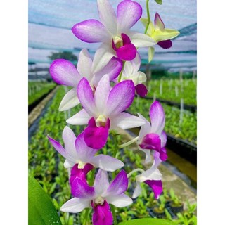 Denro pink salaya đang nụ chơi tết 2024
