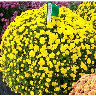 100h - hạt giống hoa cúc mini vàng f1 - hạt giống tốt
