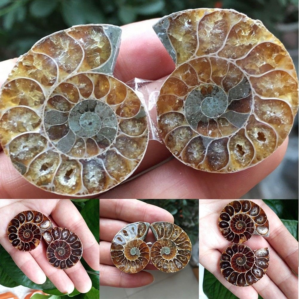 1 Cặp Vỏ Bọt Tự Nhiên Cắt Một Nửa Chất Lượng Cao