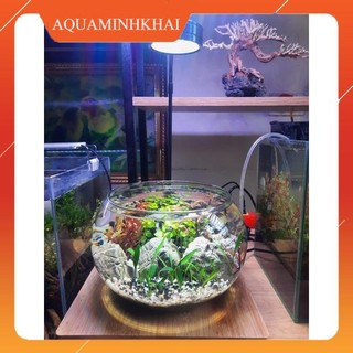 Bể cá mini thủy sinh để bàn, bình thủy tinh trồng cây thủy sinh, terrarium, thủy canh