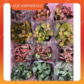 Cây cẩm nhung fittonia, lá may mắn trồng bán cạn, terrarium, tiểu cảnh