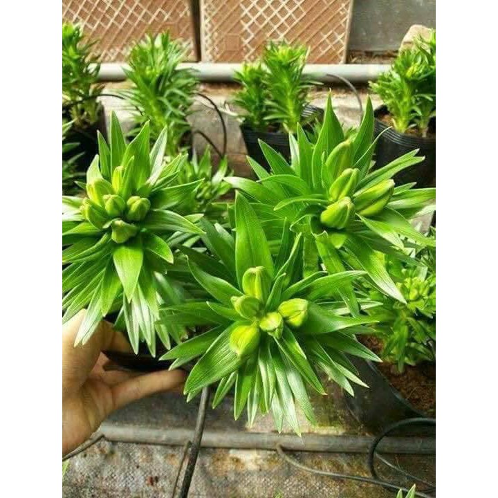 Củ ly lùn thơm mix đủ màu