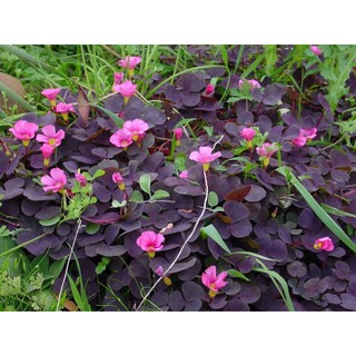 Củ hoa Oxalis Purpurea Garnet - Củ Giống Chuẩn