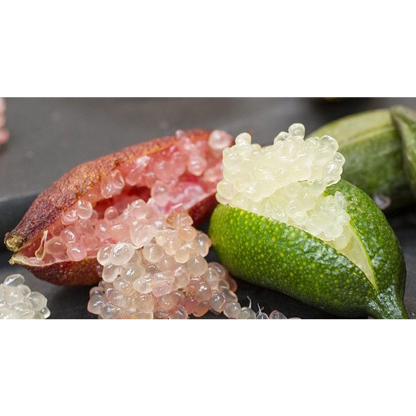 CÂY GIỐNG CHANH TRỨNG CÁ HỒI   tặng kèm PHÂN BÓN