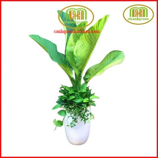 Cây đại phú gia cây phong thủy làm ăn phát tài phát lộc Minh Hân Garden