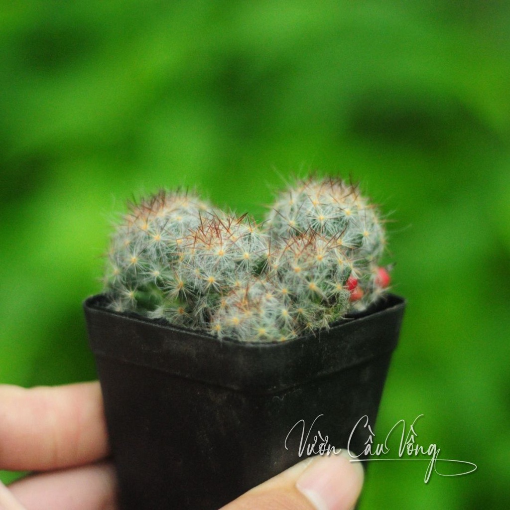 Sen đá mani bụi size 3-4cm