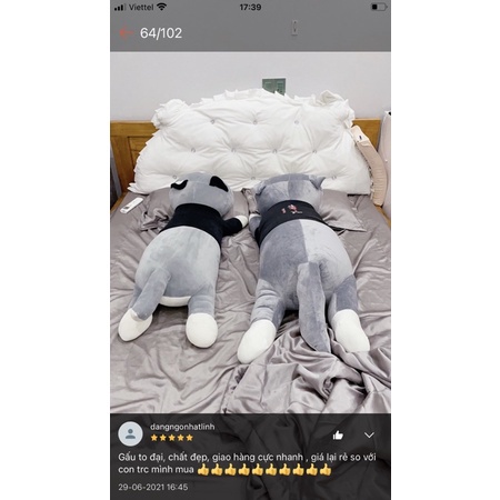 Gấu bông Chó Husky Siêu To Khổng Lồ - gối ôm chó ngáo size 1m1 - 1m5 - hình thât - video
