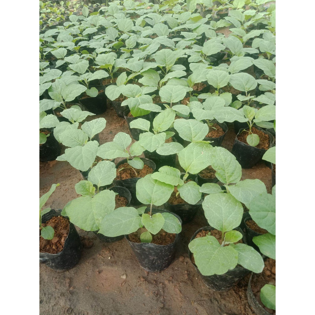 Cây cà tím quả dài