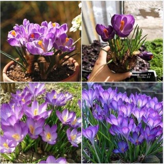 Củ giống hoa nghệ Tây (1 củ)
