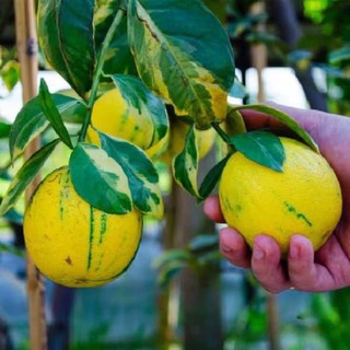 Cây giống chanh cẩm thạch - cây giống tốt