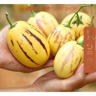 Cây Dưa Pepino Chậu Lớn
