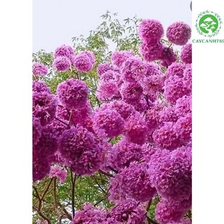 Cây phong linh tím giống . _cây giống chuẩn
