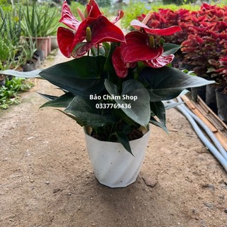 🔥⚡️rẻ vô địch🔥chậu nhựa xoắn trồng cây