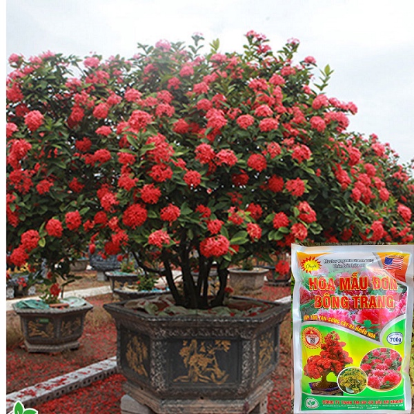 Phân Bón Hoa Mẫu Đơn - Chuyên Kích Thích Hoa Phát Triển, Cấp Dinh Dưỡng Cây Cứng Khỏe và Phát Tán Đẹp - Gói 700Gr