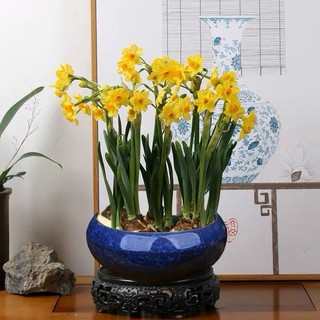 Củ hoa thủy tiên nước _hoa chuẩn tết 2024
