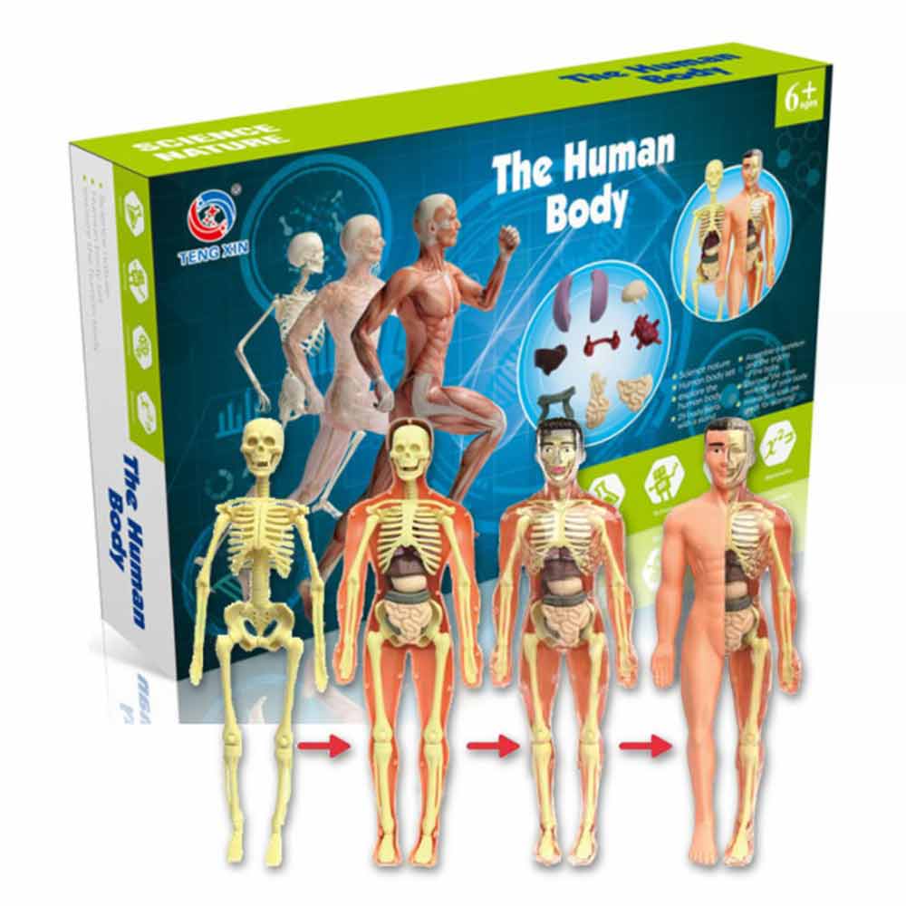 Anthropomorphic Stem Children's Toys Plastic DIY Skeleton Toys Science Teaching Aids for Children