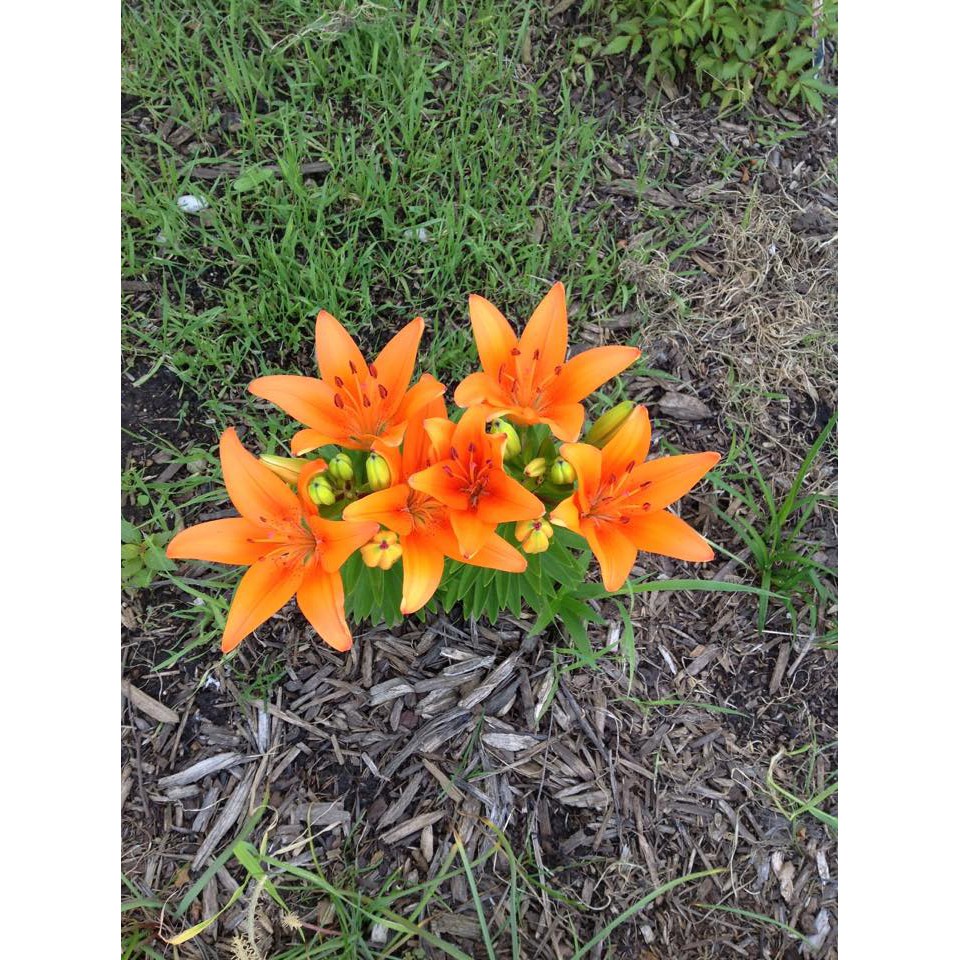 Củ ly lùn thơm mix đủ màu