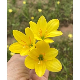 Củ hoa huệ mưa ngoại Midas Tous màu vàng chanh bảo hành mặt hoa