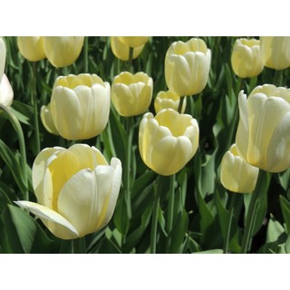Củ hoa tulip sẵn mầm đủ 18 màu - củ giống tốt