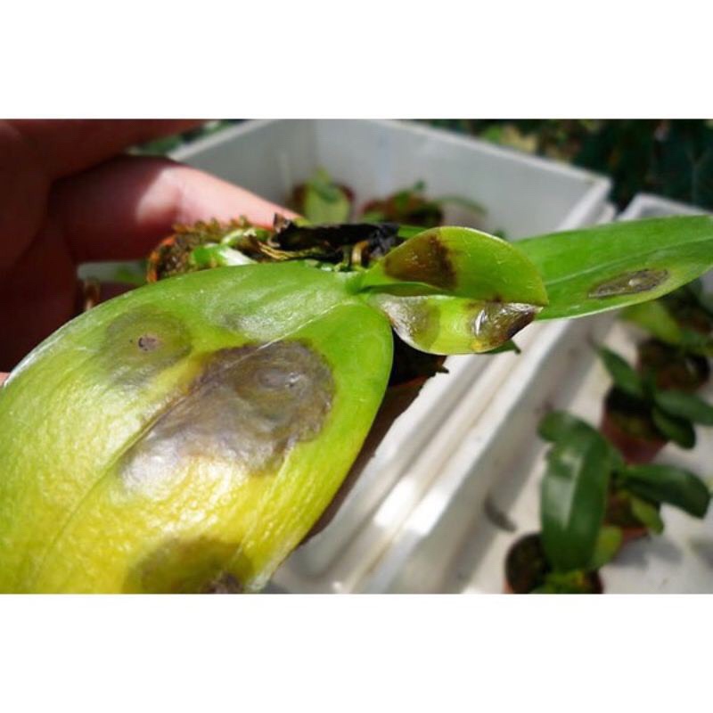 Thuốc trừ bệnh thối nhũn, nấm bệnh trên phong Lan Captan Thai Lan