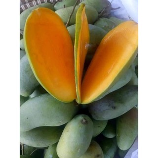 Cây giống Xoài hạt lép - Cây Giống Tốt