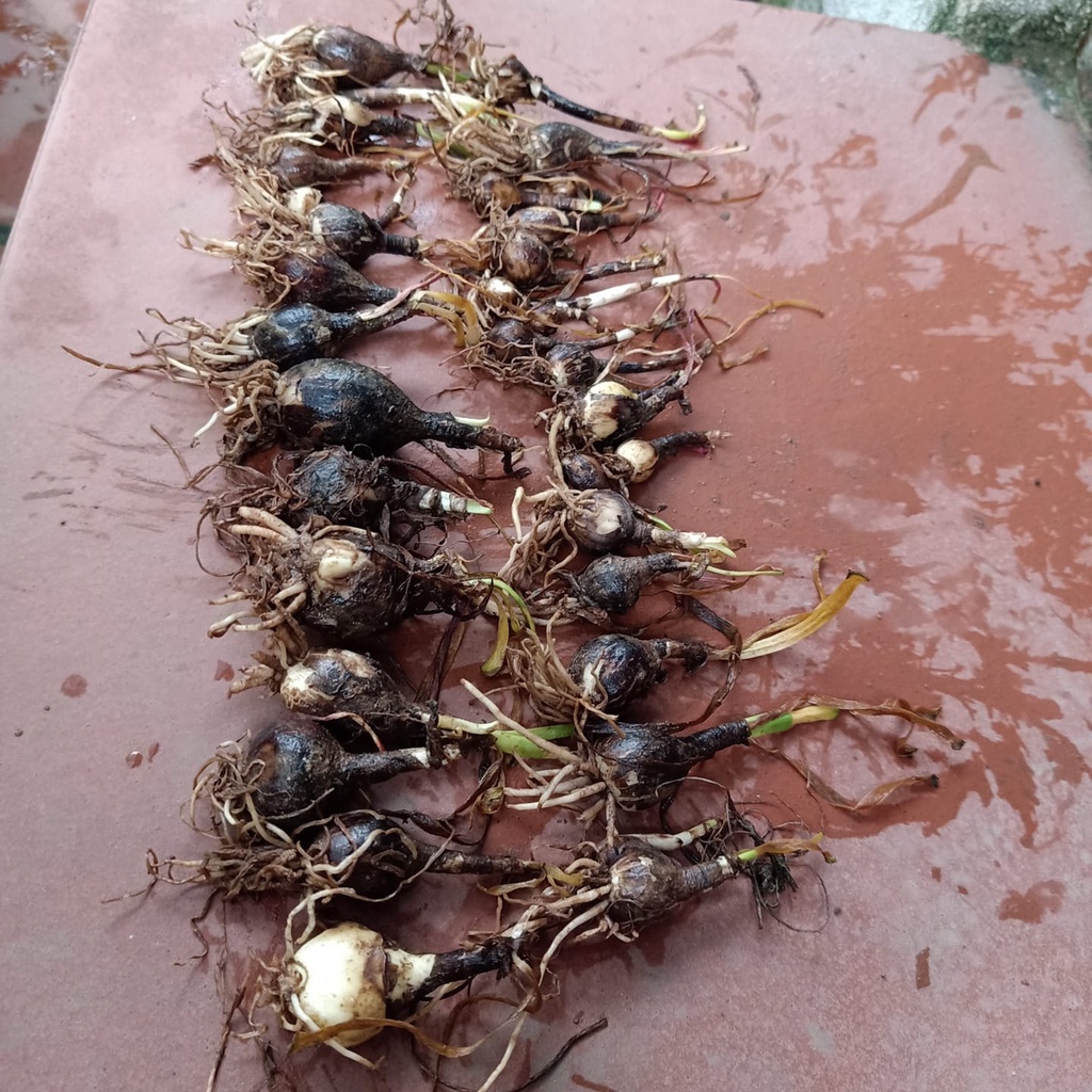 Củ hoa huệ mưa ngoại siêu hoa Úc,Thái Lan nhiều màu, size hoa_Củ tóc tiên ngoại siêu dễ sống hoa chuẩn vào tết 2024