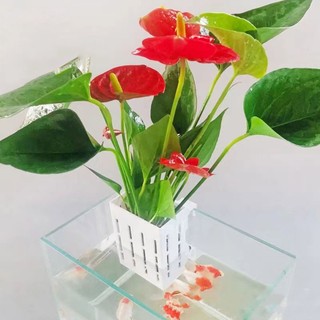 Set 4 Giá Đỡ Trồng Cây Trang Trí Bể Cá