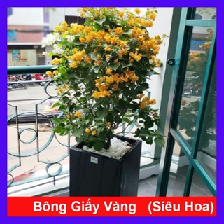 Cây Bông Giấy Vàng - cây cảnh sân vườn _Cây giống chuẩn