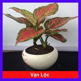 Cây Vạn Lộc - cây cảnh để bàn phong thủy mang may mắn tài lộc - Hàng Chuẩn