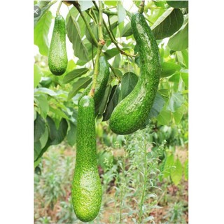 Cây giống bơ 034 - cây giống tốt