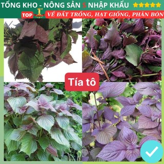 Hạt giống tía tô F1 loại dễ trồng kháng sâu bệnh năng suất cao tỉ lệ lên mầm cao