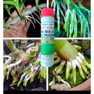 KÍCH RA RỄ ROOT KING SIÊU NHANH