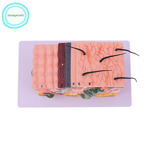 Strongaroetrt 35 / 50 lần Mô hình da Con người Giải phẫu Da Cấu trúc tóc Phóng to Mô hình Giải phẫu vn