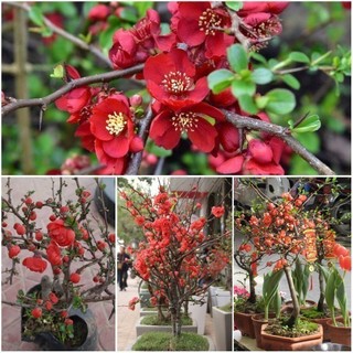 Hạt giống hoa mai trung quốc hoa màu đỏ 5 hạt - Cây Giống Chuẩn