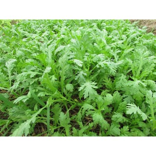 20gr Hạt Giống rau cải cúc (tần ô)