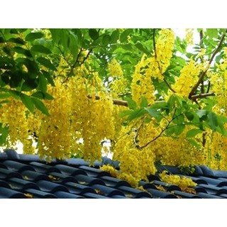 Muồng hoàng yến vàng , cây hoàng hậu -cây giống size nhỏ