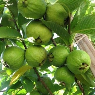 Cây giống ổi găng đông dư siêu quả - cây giống khỏe