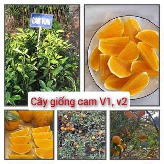 Cây giống cam vinh v1, v2 - cây giống khỏe