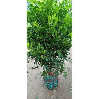 NGUYỆT QUẾ CÂY BUI- CÂY THOÁT THÂN( 90-1M3)