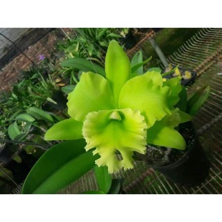 Hoa lan cattleya : vua rồng _chuẩn giống