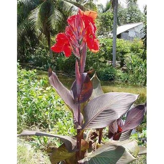 cây dong riềng đỏ - cây giống