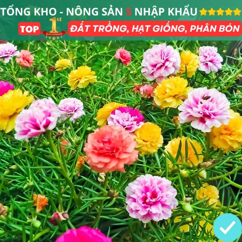 (5 Gói Tặng 1) hạt giống hoa 10 giờ mỹ kép F1 mix màu gói 500 hạt dễ trồng dễ chăm sóc gói 1000 hạt