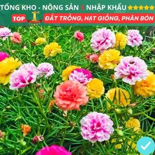 (5 Gói Tặng 1) hạt giống hoa 10 giờ mỹ kép F1 mix màu gói 500 hạt dễ trồng dễ chăm sóc gói 1000 hạt