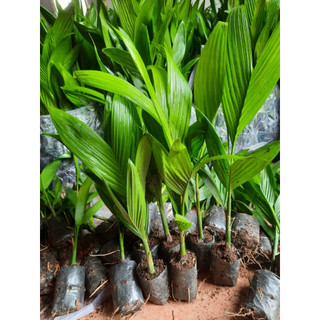 CÂY CAU LÙN - CAU TỨ QUÝ( cau lấy quả ăn trầu- cây 25-40cm )