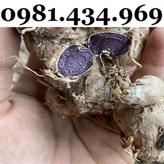 500g củ giống ngải đen ngai tim, ngai đen đẹp
