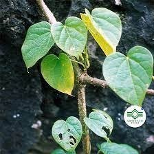 Bầu cây giống cây dây đau xương, cây thảo dược cực quý