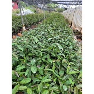Ba Kích Tím Cây giống