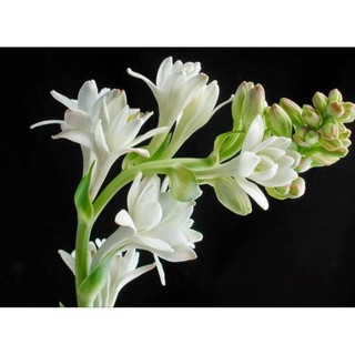 Củ huệ hương trắng kép