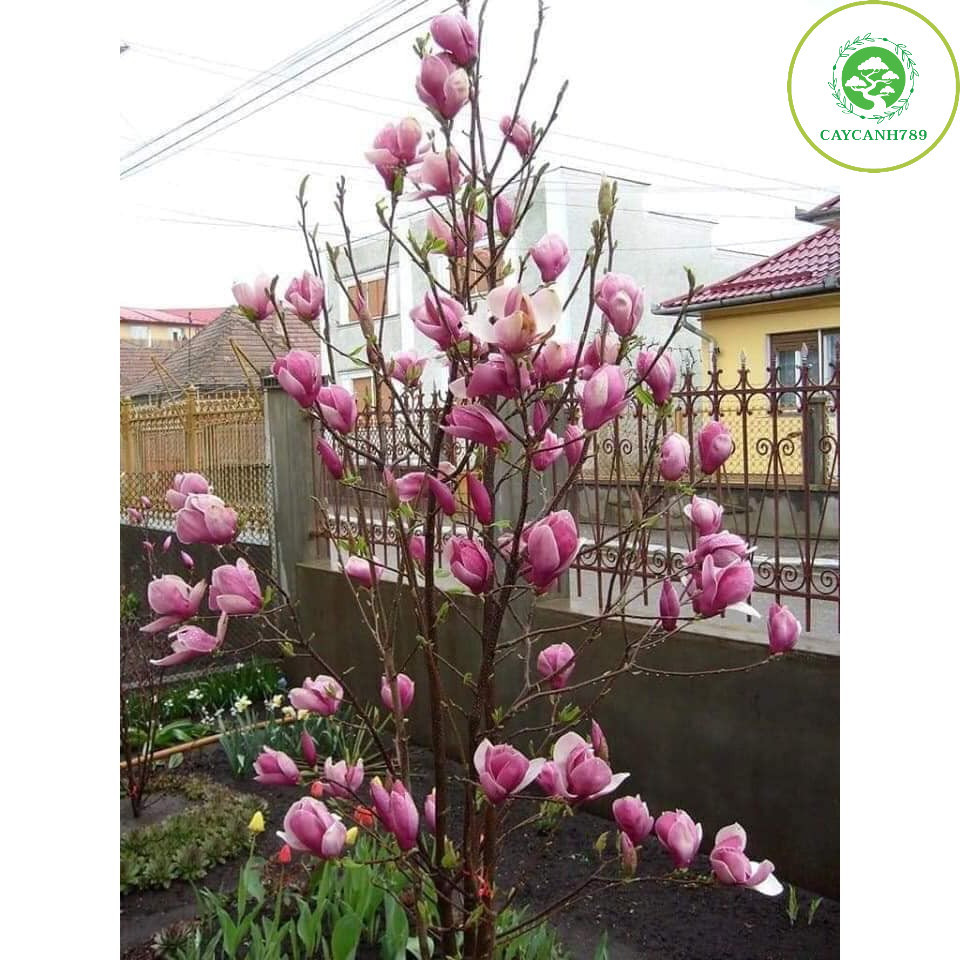 Cây hoa mộc lan  cao 50-60cm